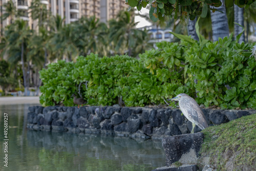 A beautiful bird at a lagoon in Honolulu, Hawaii, at Waikiki Beach. 