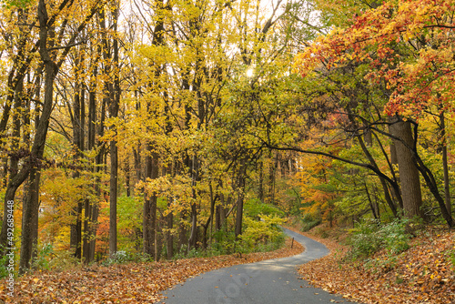 Winding Autumn Road