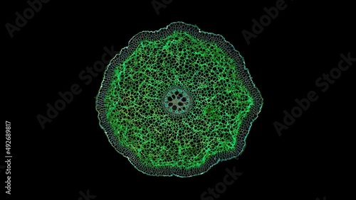 zoom in cross section cut slice of plant stem under the microscope – microscopic view of plant cells for botanic education – high quality animation