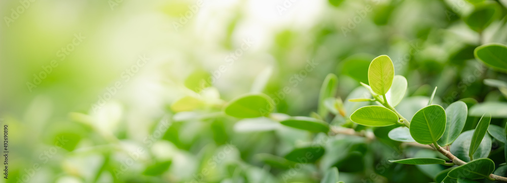 Closeup of beautiful nature view green leaf on blurred greenery background in garden with copy space using as background cover page concept. Closeup of beautiful nature view green leaf on blurred greenery background in garden with copy space using as background cover page concept.