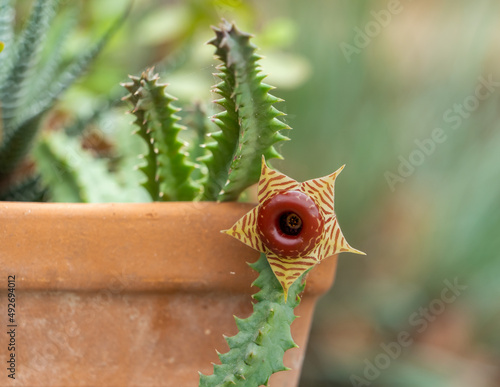 Fotografie Huernia zebrina, or carrion flower