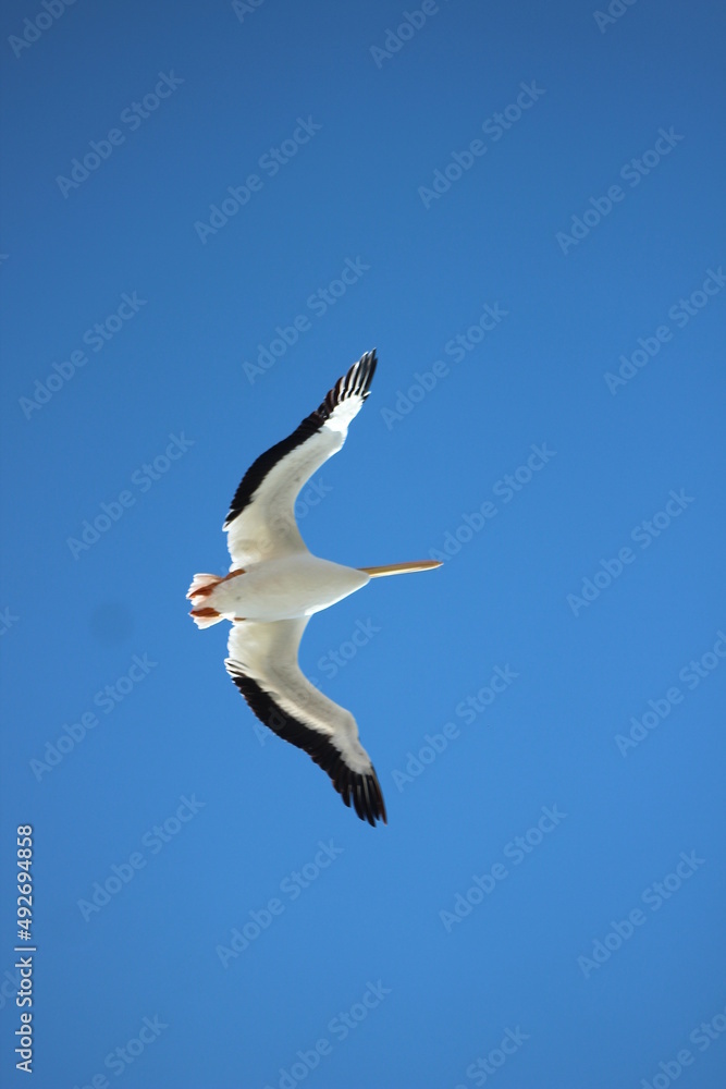 Obraz premium Gaviota en vuelo