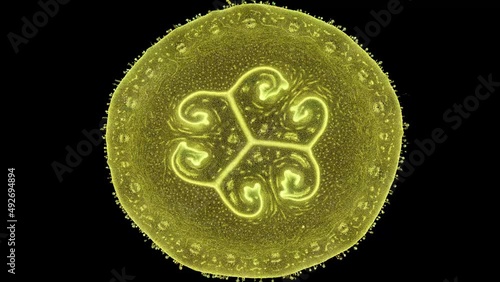 zoom in cross section cut slice of plant stem under the microscope – microscopic view of plant cells for botanic education – high quality animation