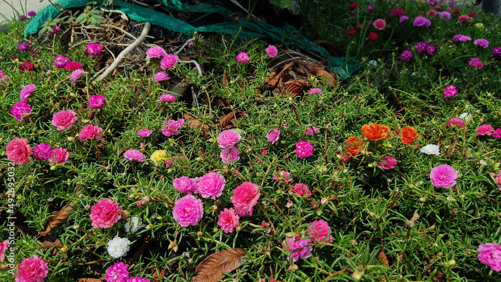 Purple flowers with green leaves