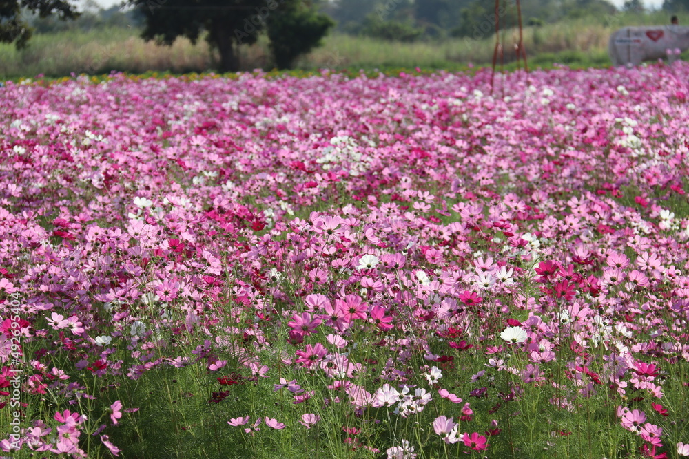 flower, field, tulip, spring, nature, flowers, garden, tulips, landscape, agriculture, colorful, purple, bloom, netherlands, pink, farm, sky, yellow, beauty, flora, color, red, plant, holland, blossom flower, field, tulip, spring, nature, flowers, garden, tulips, landscape, agriculture, colorful, purple, bloom, netherlands, pink, farm, sky, yellow, beauty, flora, color, red, plant, holland, blossom