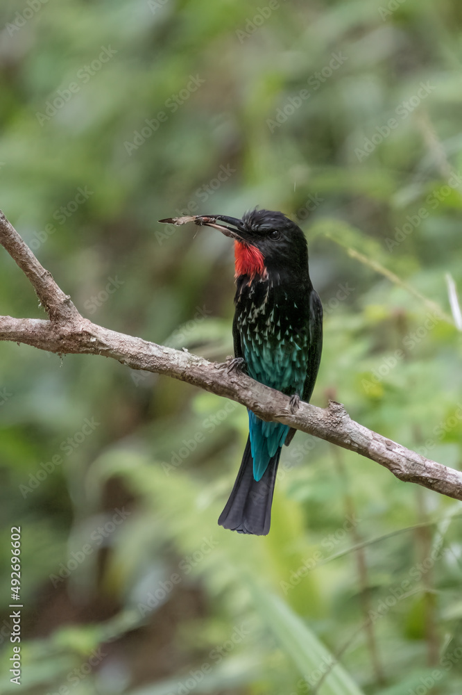 Black bee-eater, Merops gularis, bird in the family Meropidae. African tropical rainforest. Black bee-eater sitting on the tree branch in the Kibale National Park in Uganda, Africa. Wildlife nature Black bee-eater, Merops gularis, bird in the family Meropidae. African tropical rainforest. Black bee-eater sitting on the tree branch in the Kibale National Park in Uganda, Africa. Wildlife nature