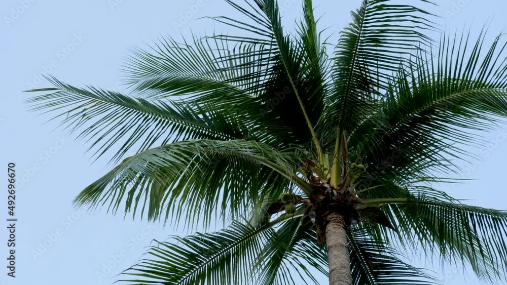 Palm tree on sky with no clouds background. Tropical Country Vacation Concept. Holiday on luxury spa hotel Palm tree on sky with no clouds background. Tropical Country Vacation Concept. Holiday on luxury spa hotel