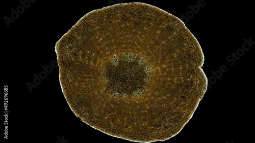 zoom in cross section cut slice of plant stem under the microscope – microscopic view of plant cells for botanic education – high quality animation