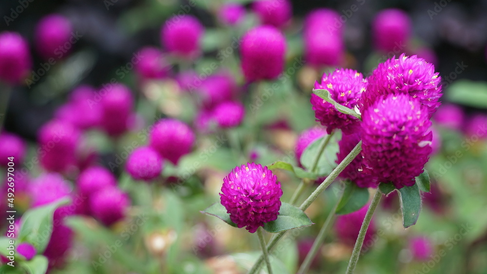 Perpétua, gomphrena globosa é uma herbácea, pertence à família Amaranthaceae, nativa da Índia. Perpétua, gomphrena globosa é uma herbácea, pertence à família Amaranthaceae, nativa da Índia.