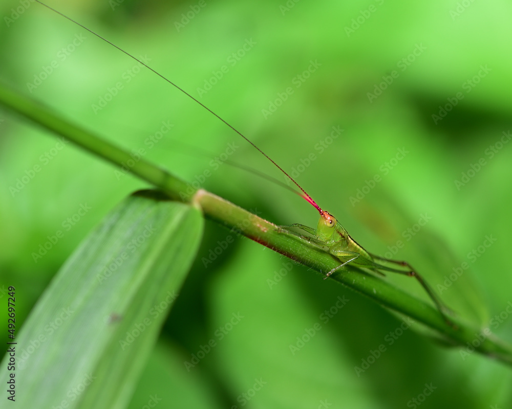 Green grasshopper on green grass Green grasshopper on green grass
