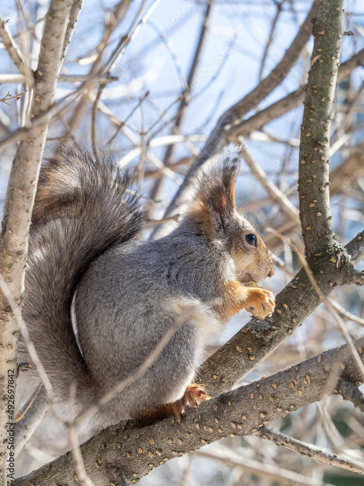 The squirrel with nut sits on tree in the winter or late autumn