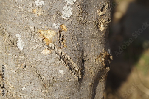 bark texture © natureboy