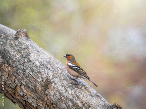 Common chaffinch, Fringilla coelebs, sits on a branch in spring on green background. Common chaffinch in wildlife.