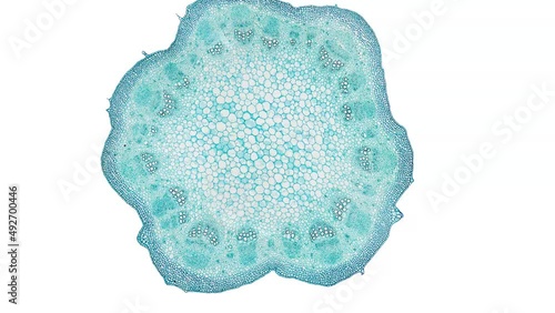 zoom in cross section cut slice of plant stem under the microscope – microscopic view of plant cells for botanic education – high quality animation