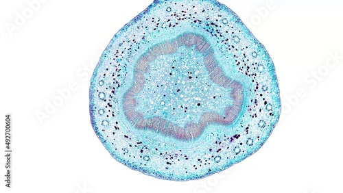 zoom in cross section cut slice of plant stem under the microscope – microscopic view of plant cells for botanic education – high quality animation