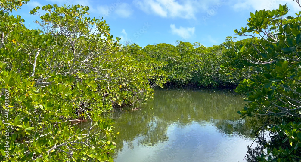 Beautiful Mangrove Forest in Florida - pure nature - travel photography