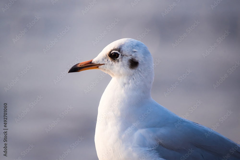 The eyes and gray feather from white seagull The eyes and gray feather from white seagull