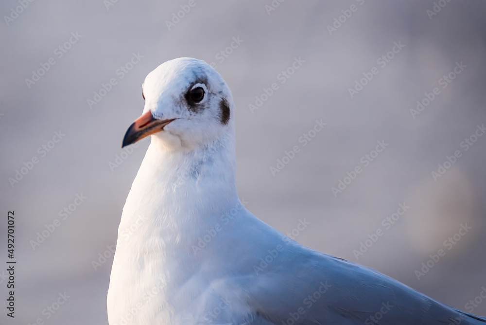 The eyes and gray feather from white seagull The eyes and gray feather from white seagull