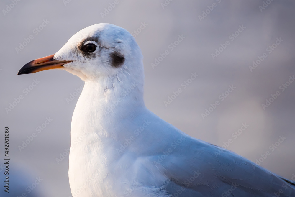 The eyes and gray feather from white seagull