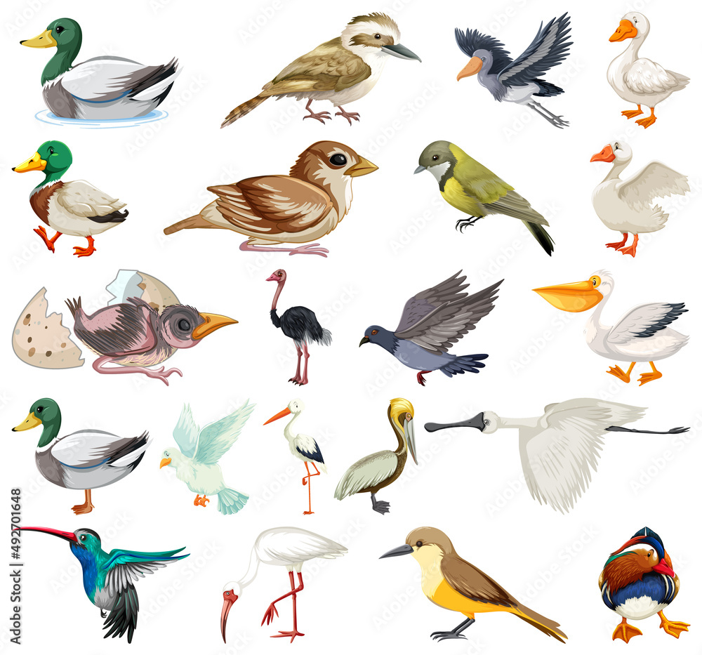 Different kinds of birds collection Different kinds of birds collection
