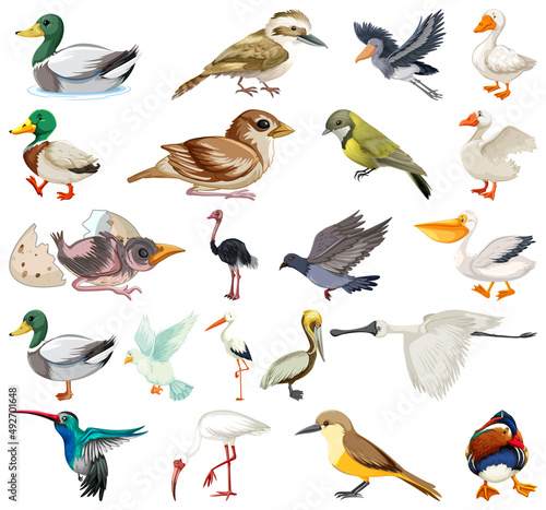 Different kinds of birds collection