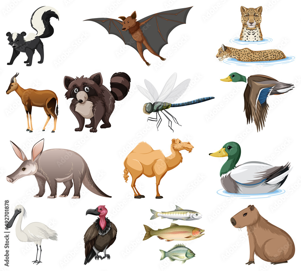 Fototapeta premium Different kinds of animals collection