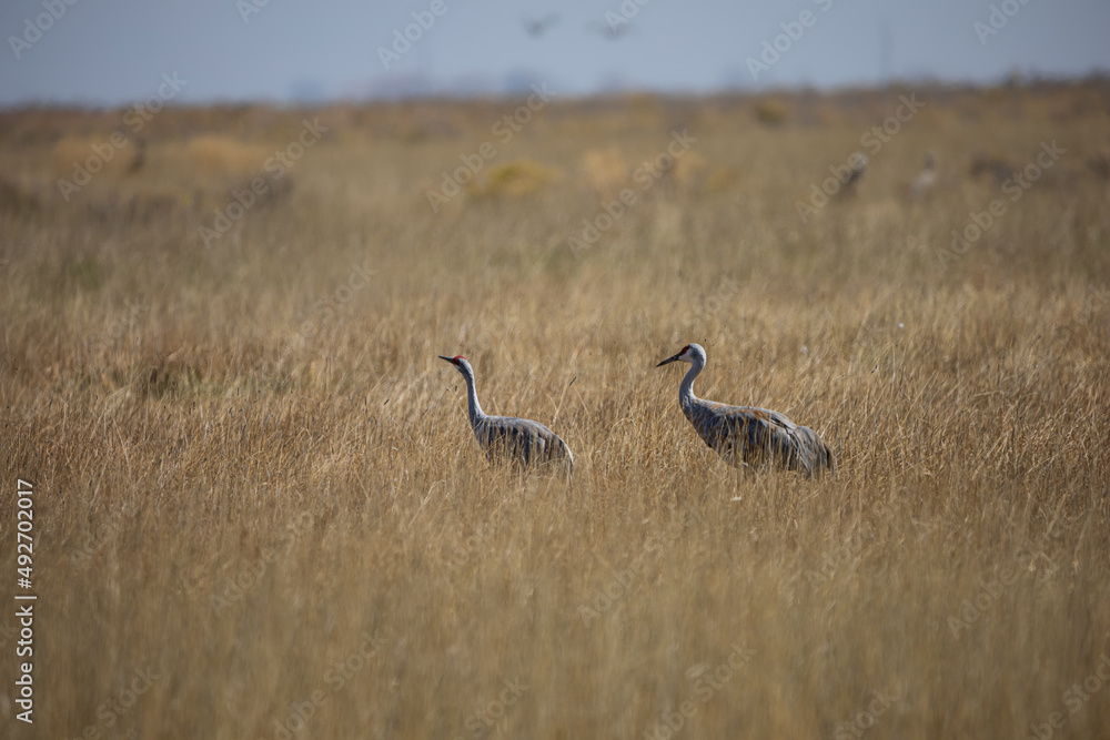 Sandhill Cranes in the San Luis Valley of Southern Colorado