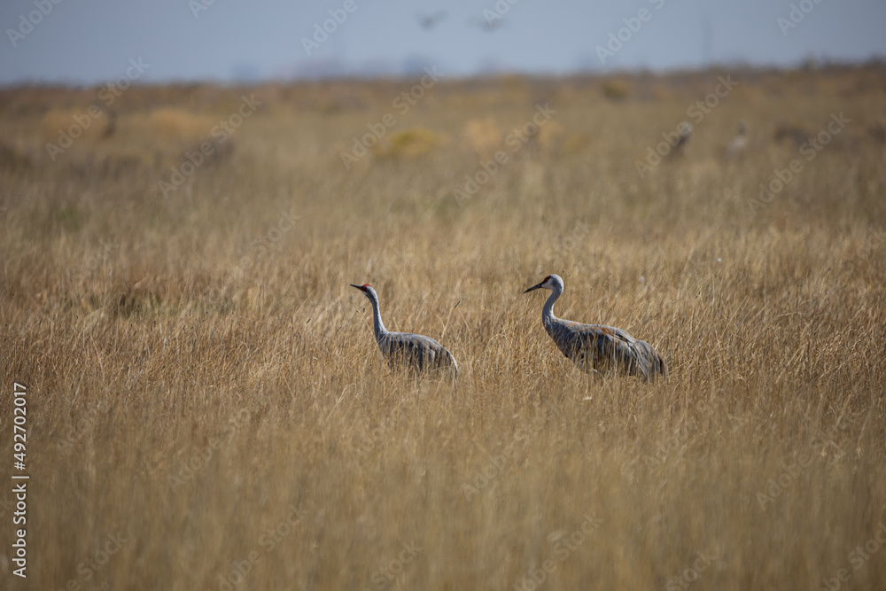 Obraz premium Sandhill Cranes in the San Luis Valley of Southern Colorado