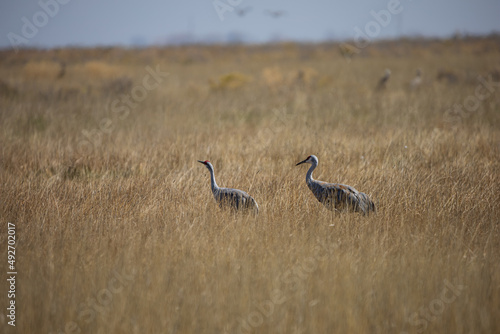 Sandhill Cranes in the San Luis Valley of Southern Colorado