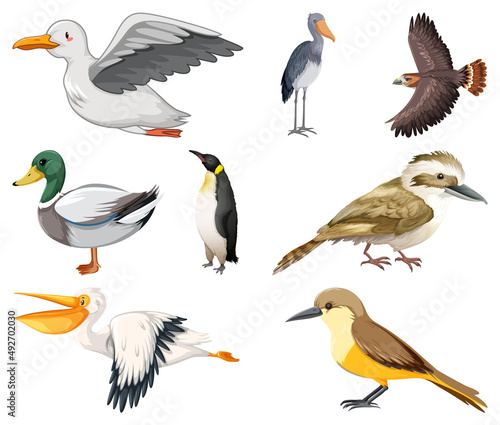 Different kinds of birds collection