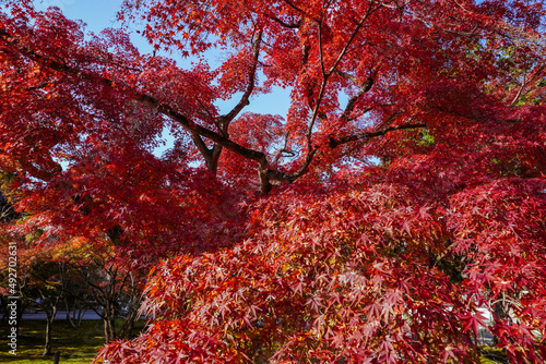 Autumn leaves in kyoto