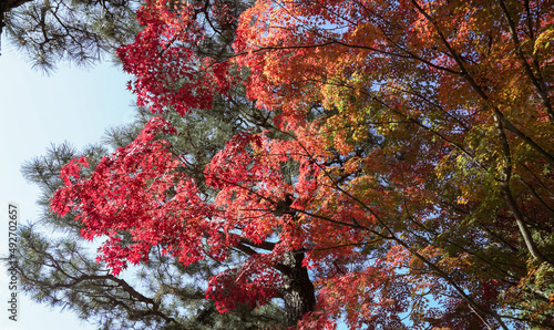 Autumn leaves in kyoto