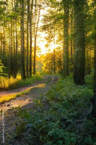 Magical sunset in the forest.