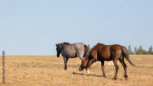Sooty Palomino stallion snaking Blue Roan Wild Horse in the Pryor Mountains Wild Horse Range in Montana United States