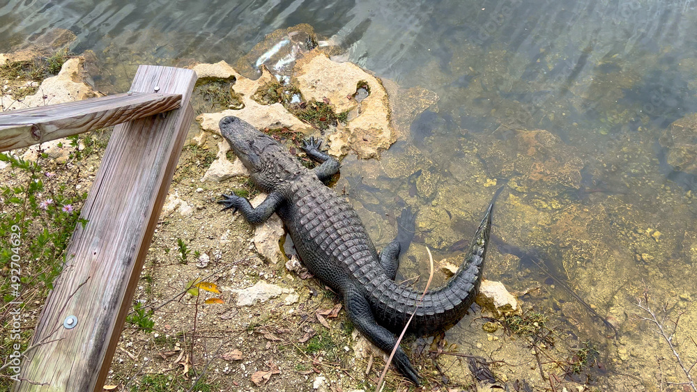 Fototapeta premium Alligators in the Everglades lying on shallow water - travel photography