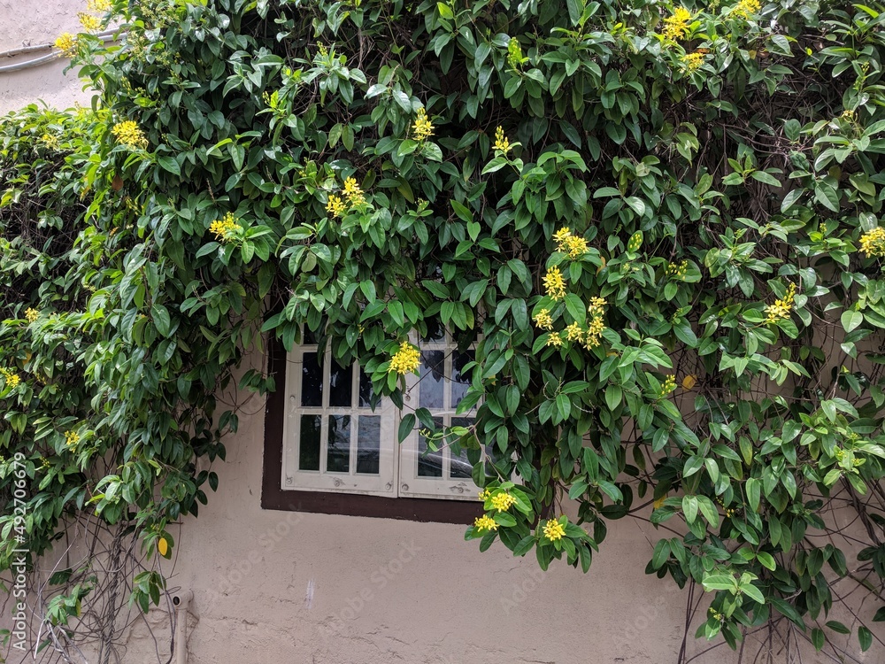 Bright yellow flowers of Australian Gold Vine (Tristellateia australasiae) surrounding a wooden window