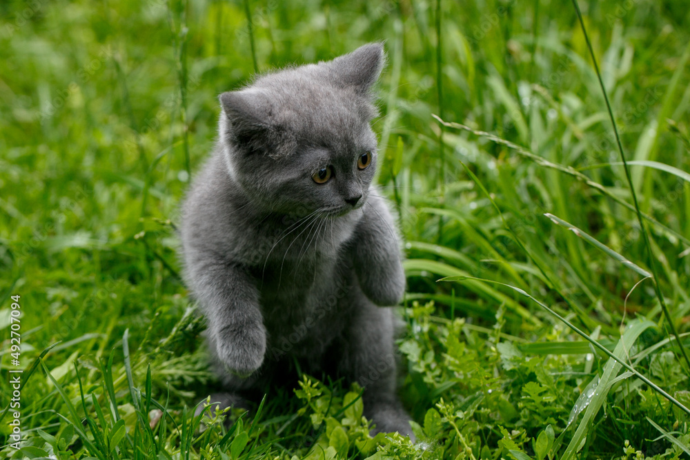little gray cat on grass