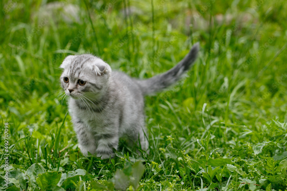Fototapeta premium little gray cat on grass