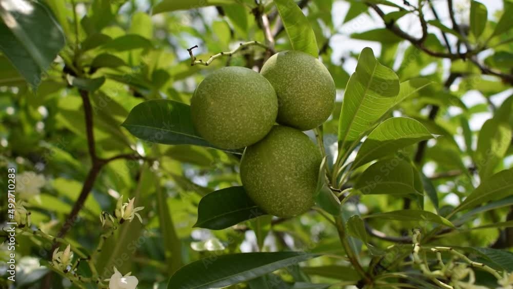 Cerbera odollam fruits Cerbera odollam fruits