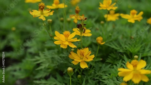 Beautiful yellow flowers blooming under the sunlight