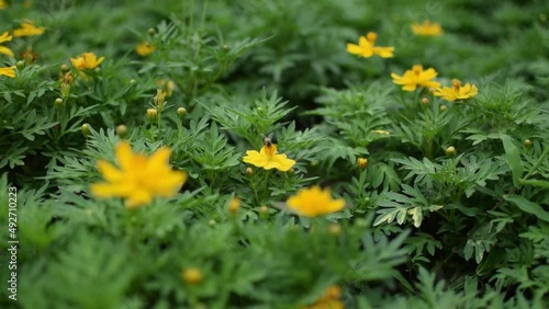 Bees are looking for nectar from flowers.
