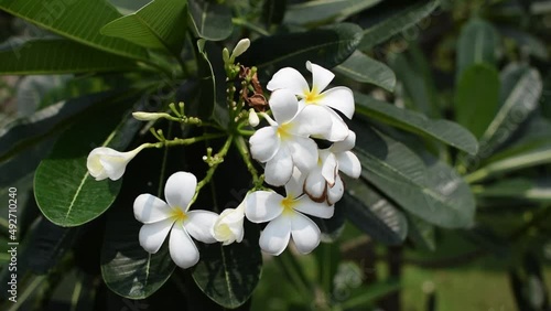 Beautiful yellow and white frangipani flowers are blooming.