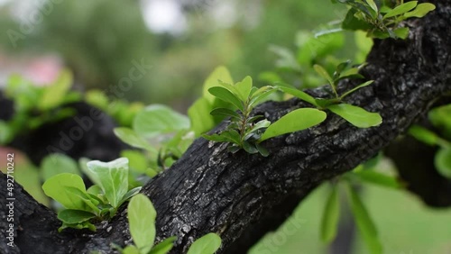Small leaves are growing from large branches.