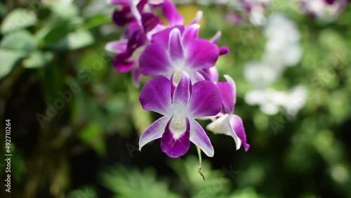 Beautiful pink orchids are blooming under the sunlight.