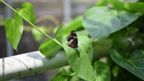 A butterfly standing on a leaf under the sunlight
