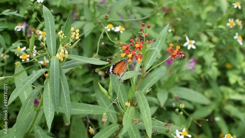 A beautiful colored butterfly was standing on a flower blown by the wind.