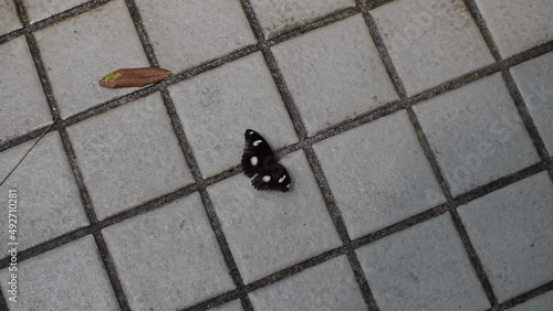 Black butterfly standing on concrete