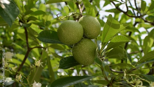 Cerbera odollam fruits