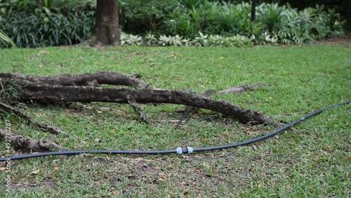 lizard monitor was walking in the park.