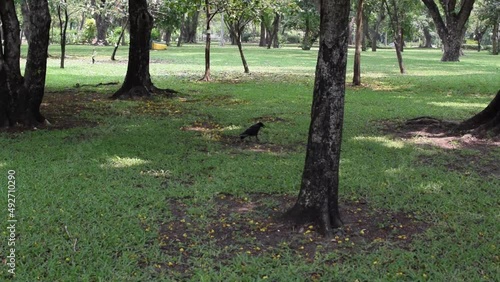 The crow is searching for food on the ground.